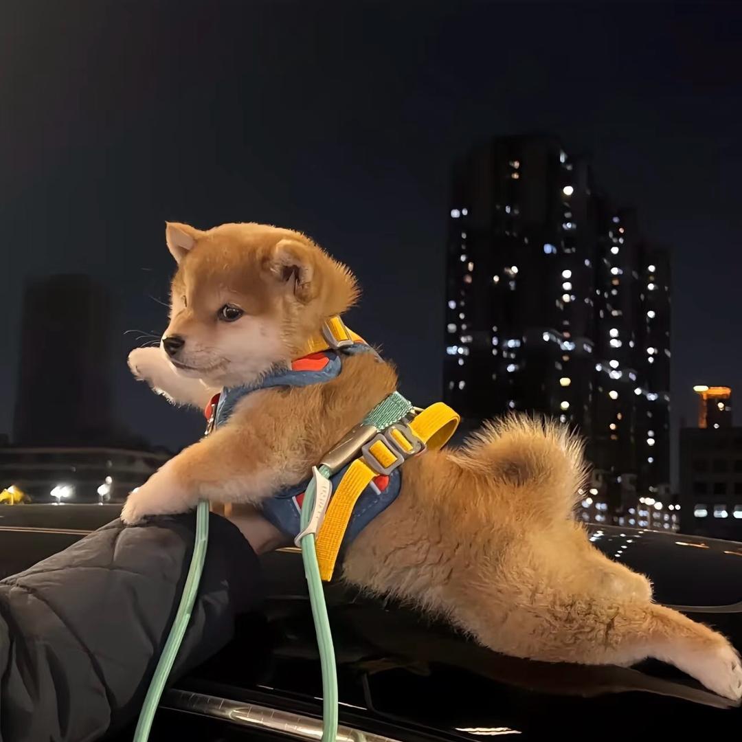 木子李