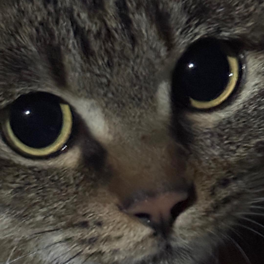 小闲（第五人格）