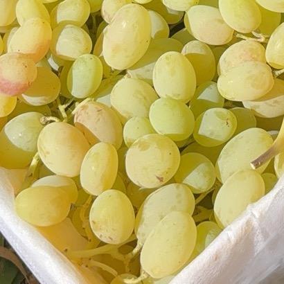 （甜地球）新疆木纳格葡萄