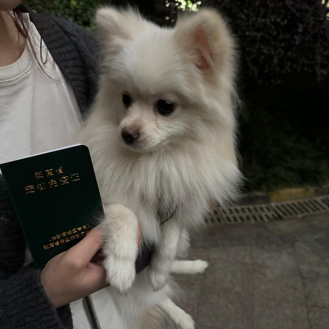 汤圆大王