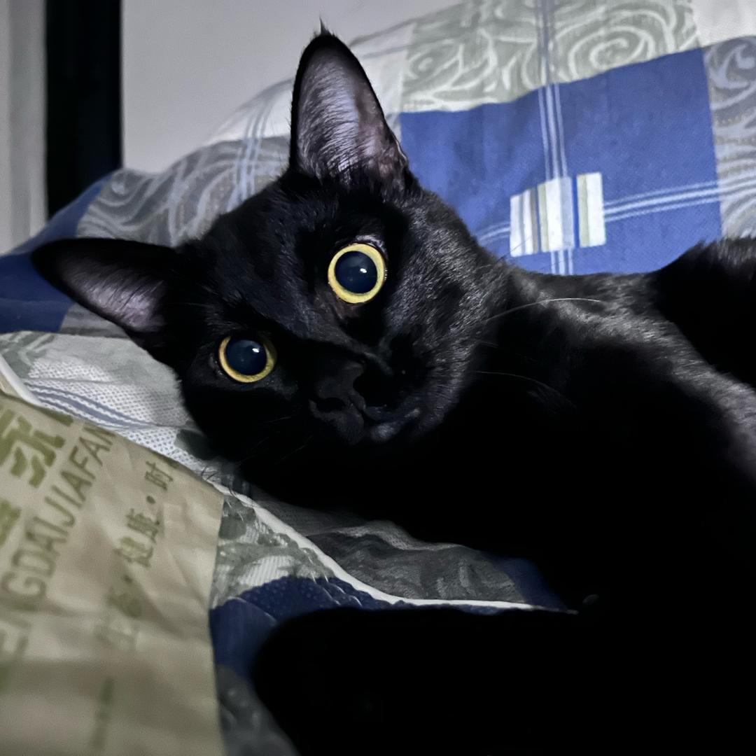 Caton_桀