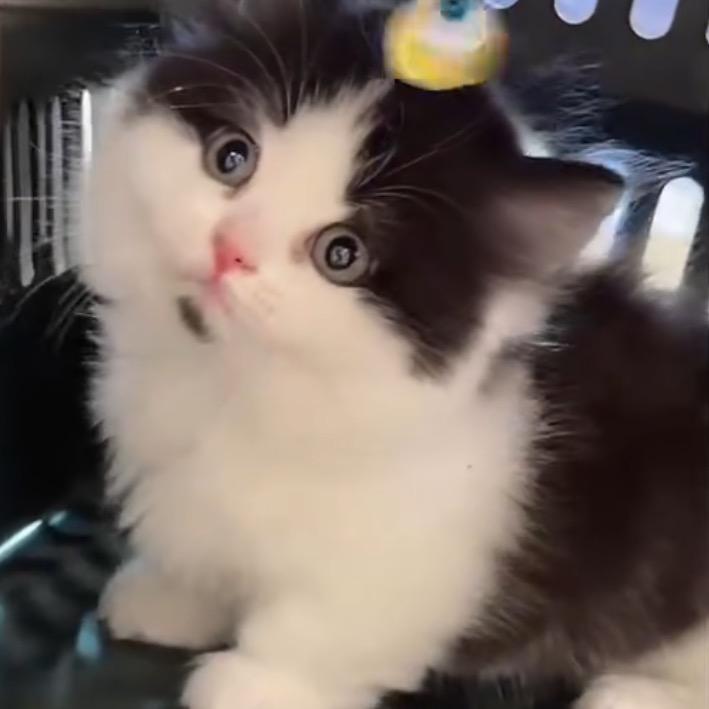 小猫点点