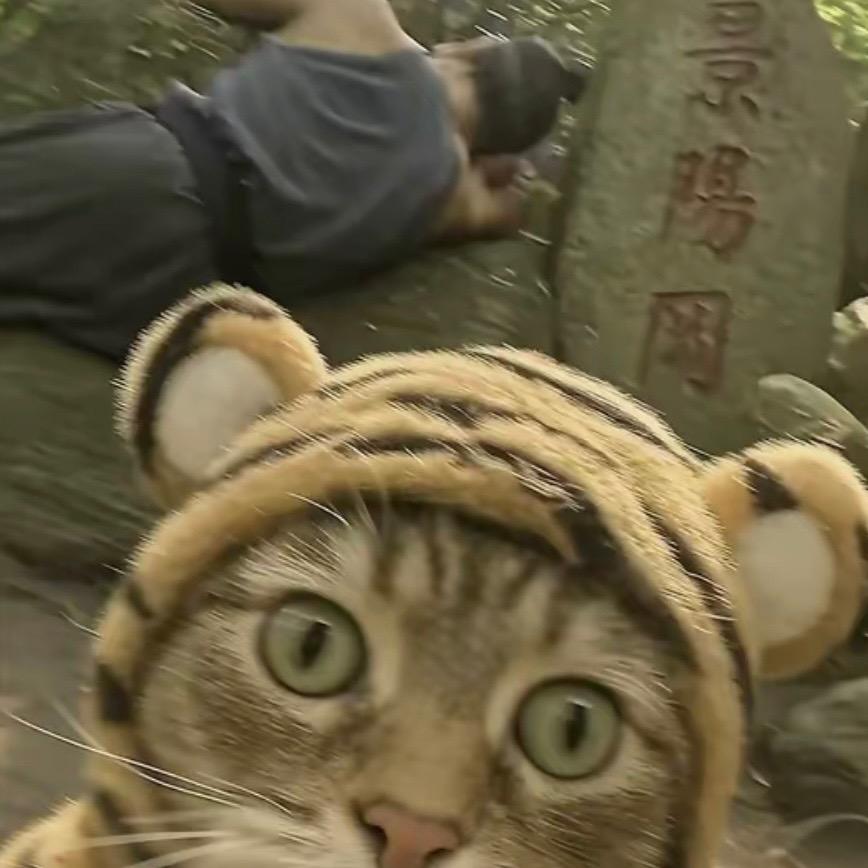 🐯今晚打老虎🐯