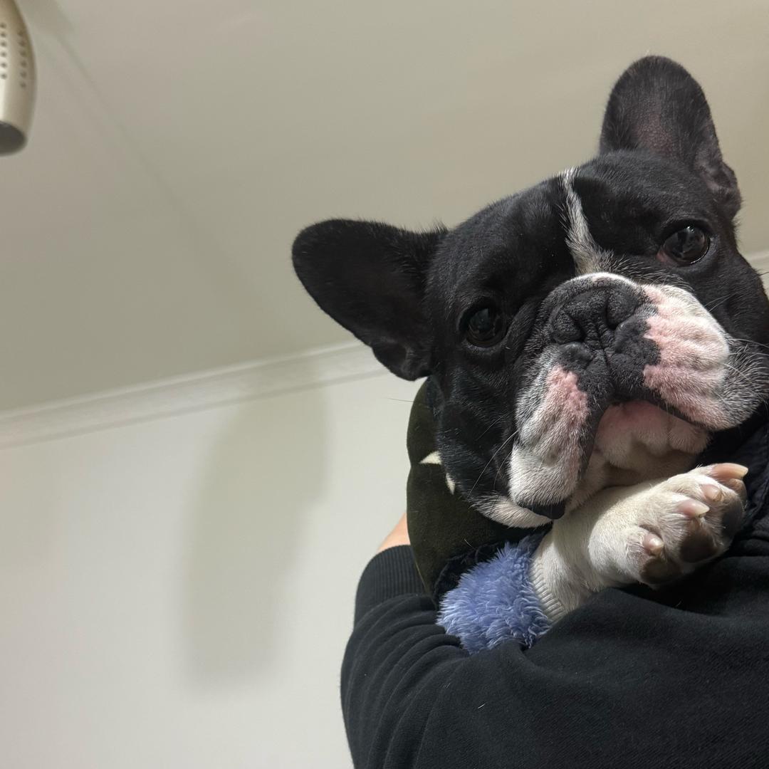 犟犟小猪