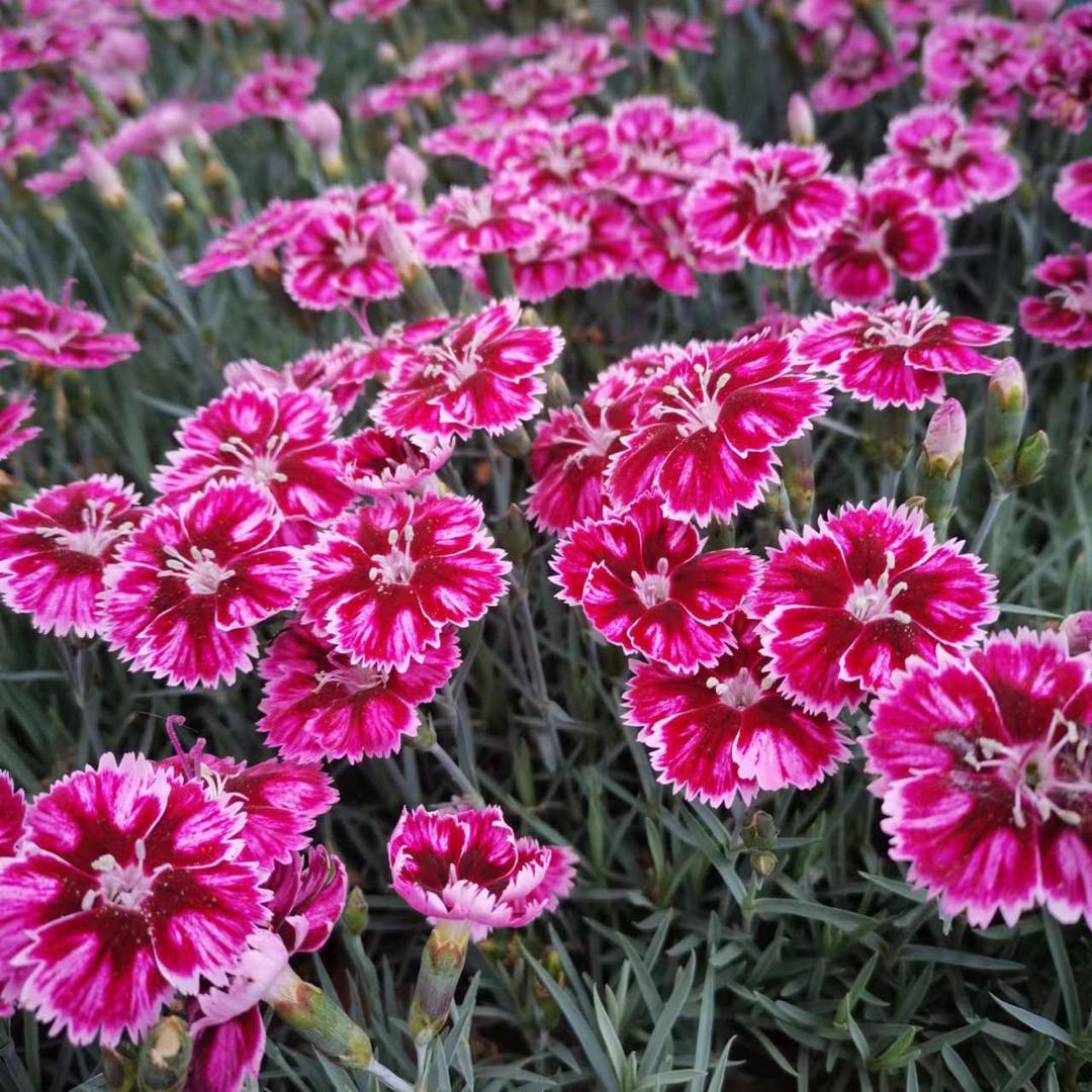 @黑点点❤️祛除