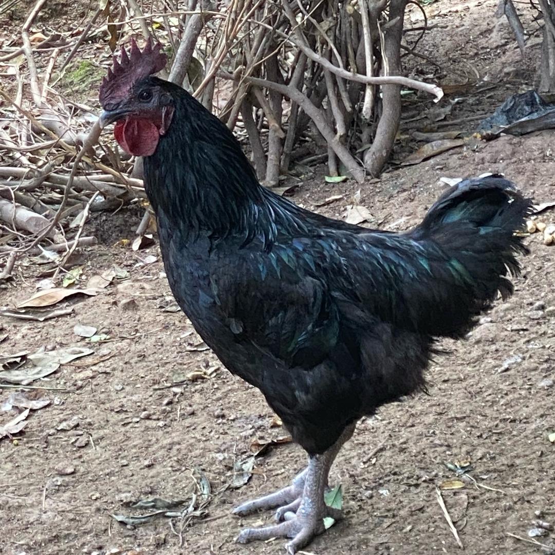 可爱多曹四妹养殖场