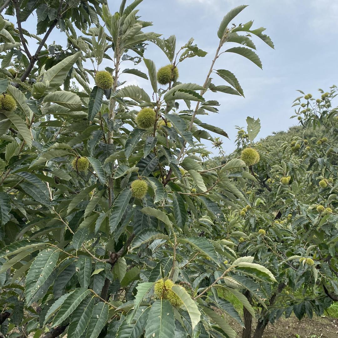 雨婷农产品小店