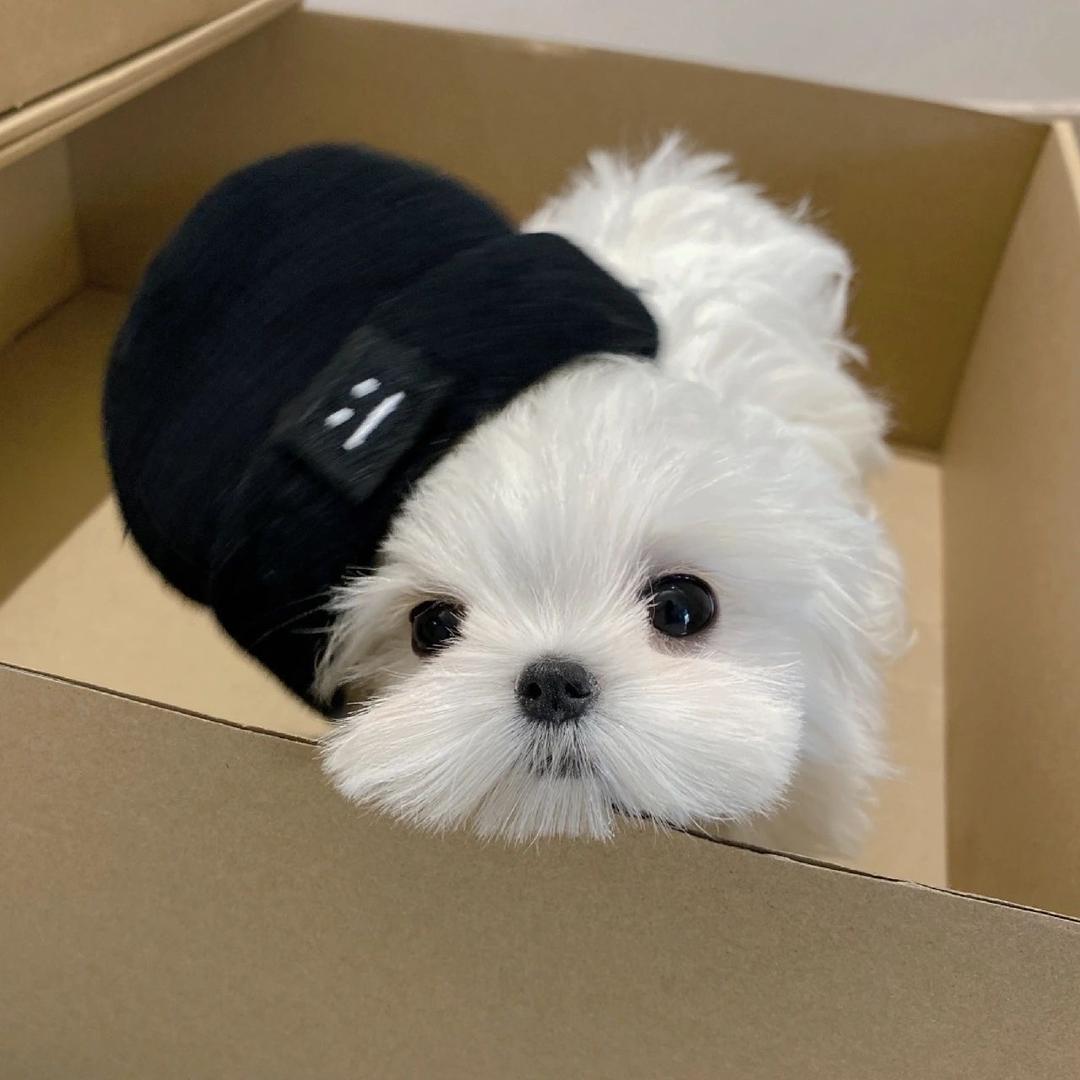 怪阿怪啊