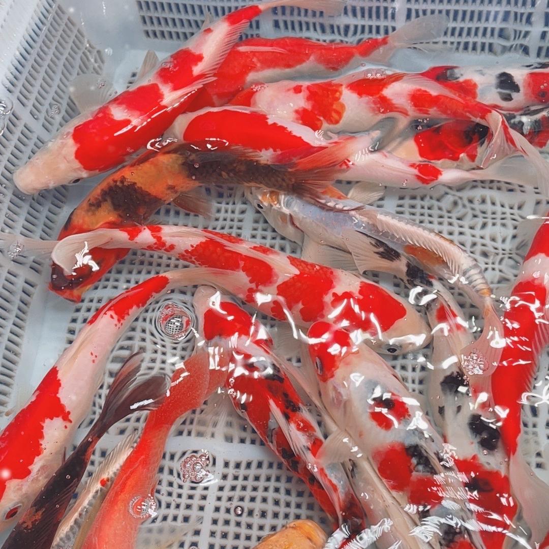 众哥观赏鱼