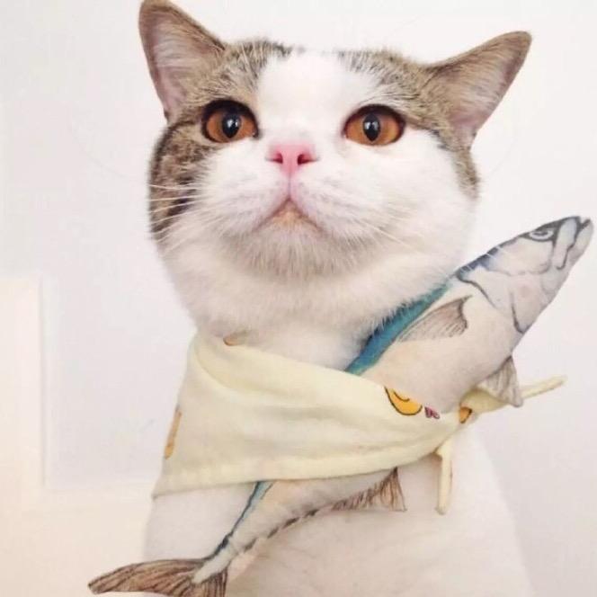爱旅行的猫