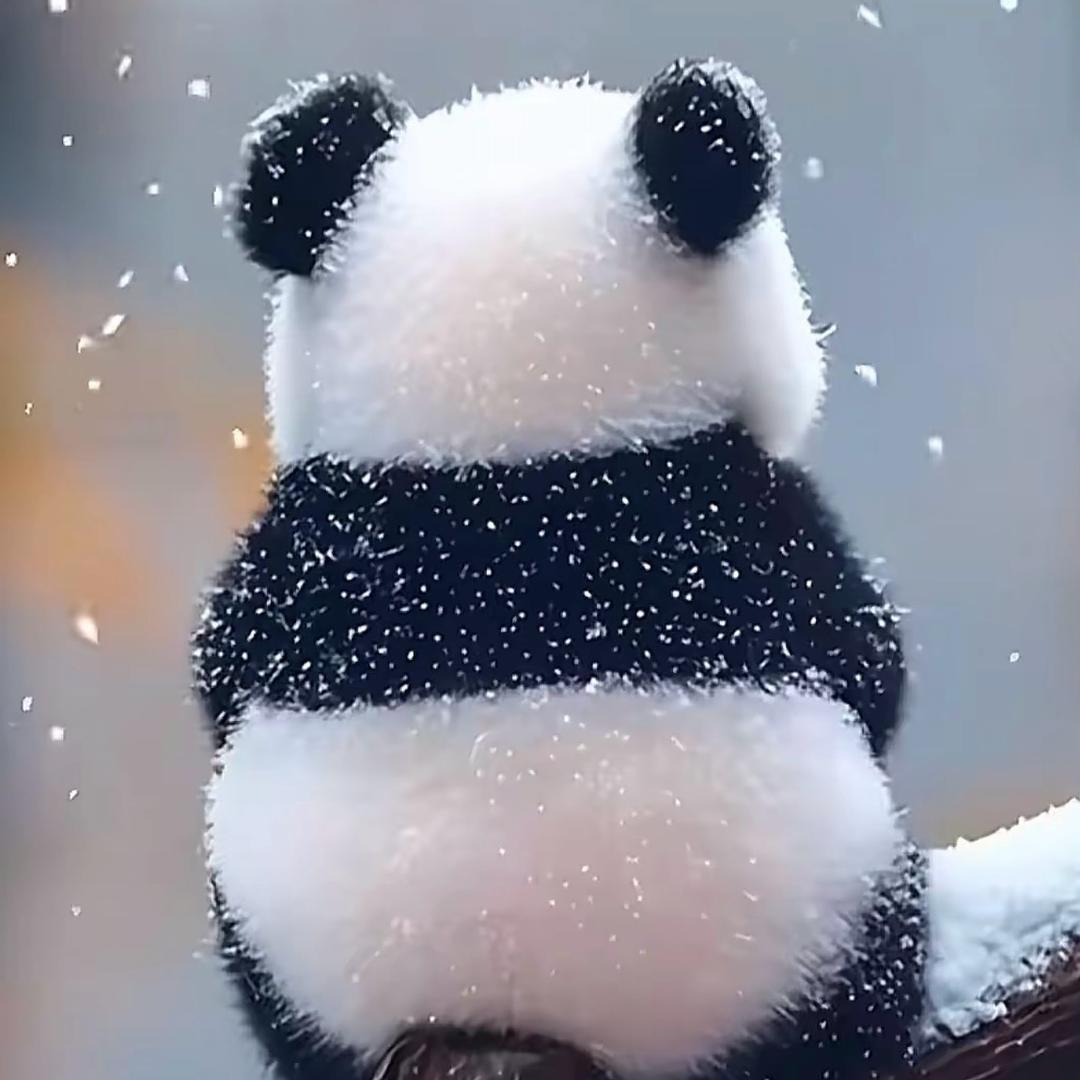 🐼🐼🐼