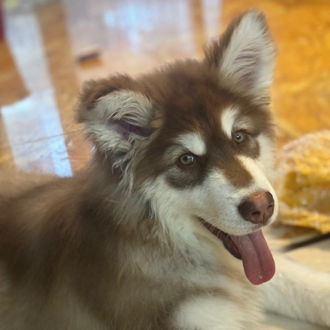 嗨，小小小鱿鱼🦑