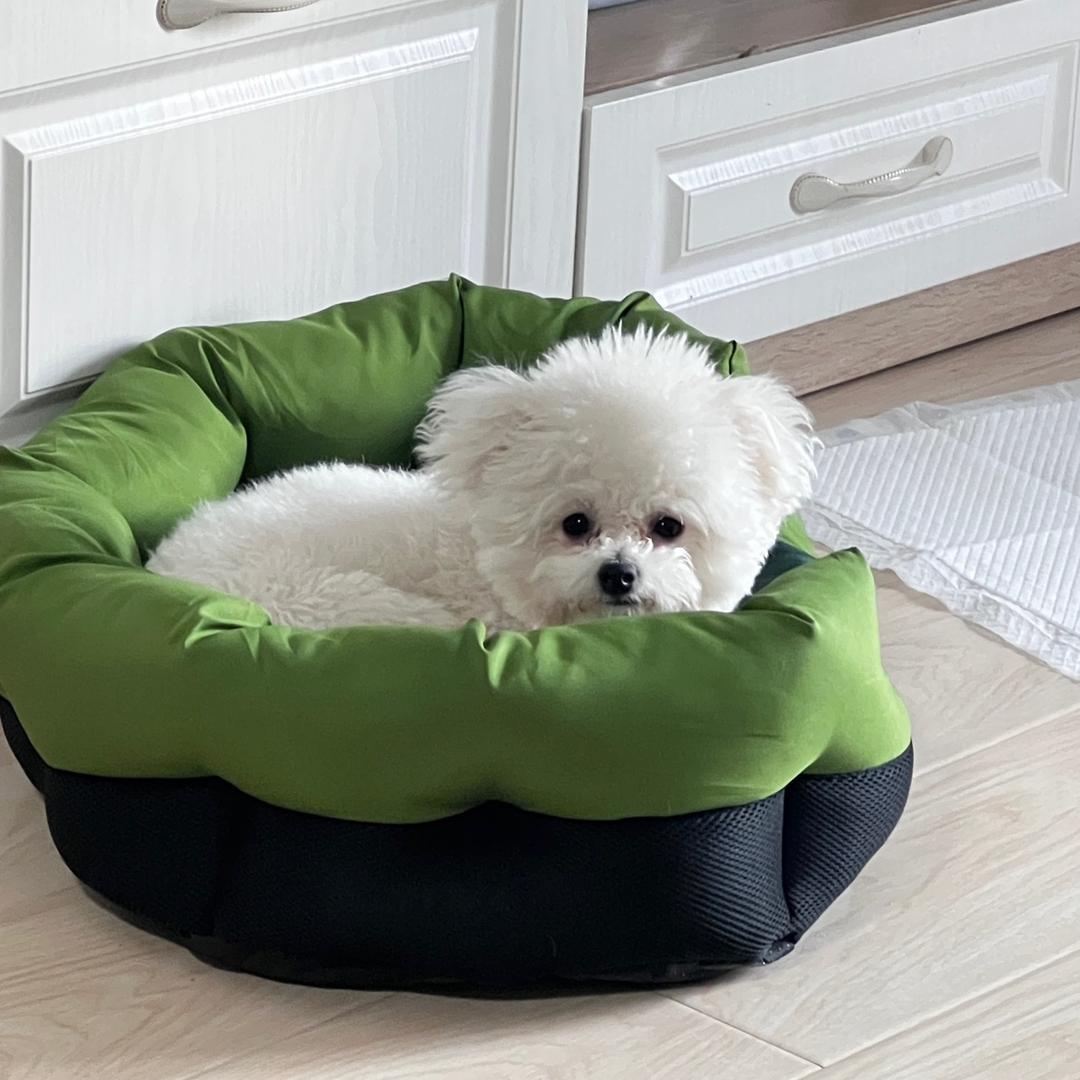 点点是只小比熊