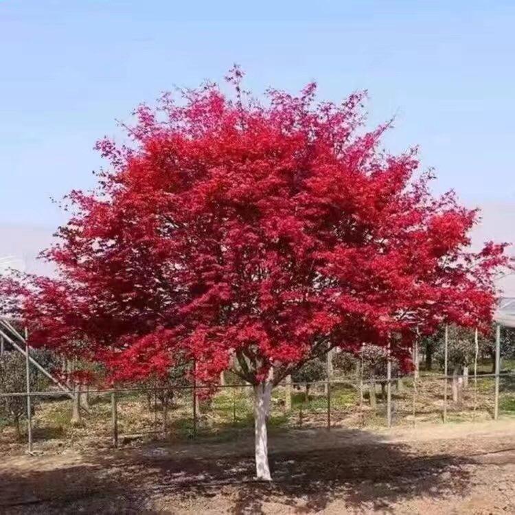 丫头花木园