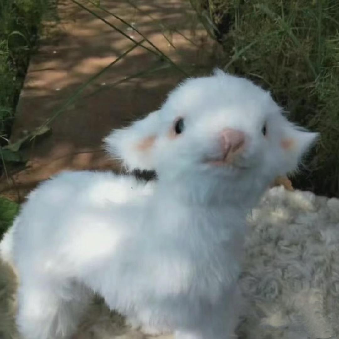 Re🐰