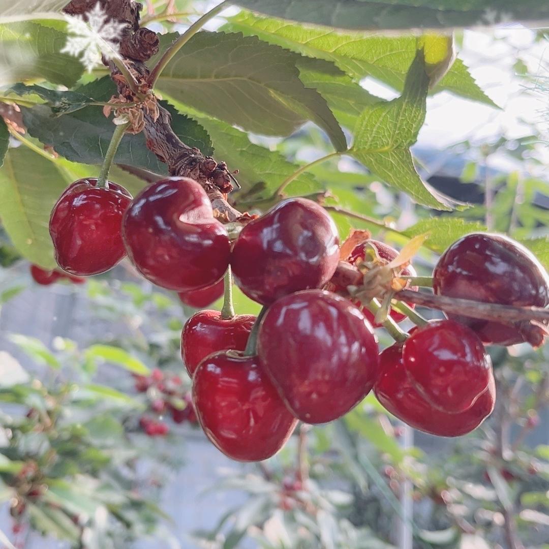 桃源甄果零售店