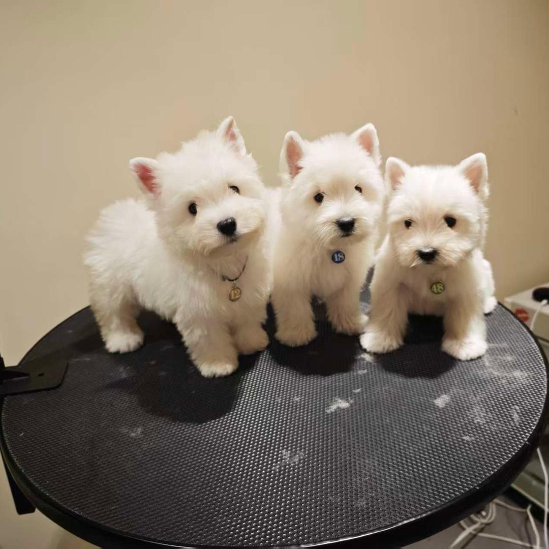 熳氏宠业高端西高地