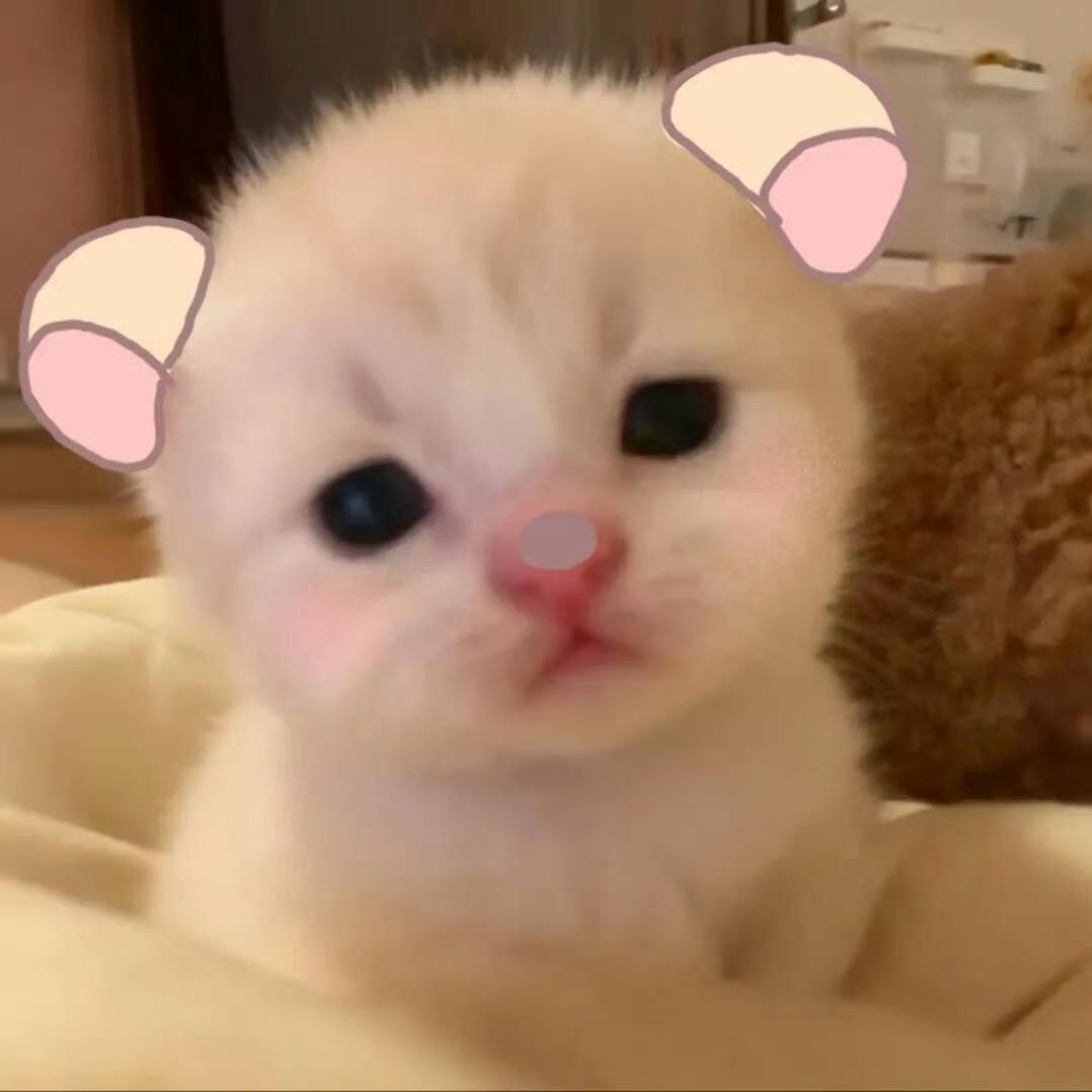 养只猫叫永远
