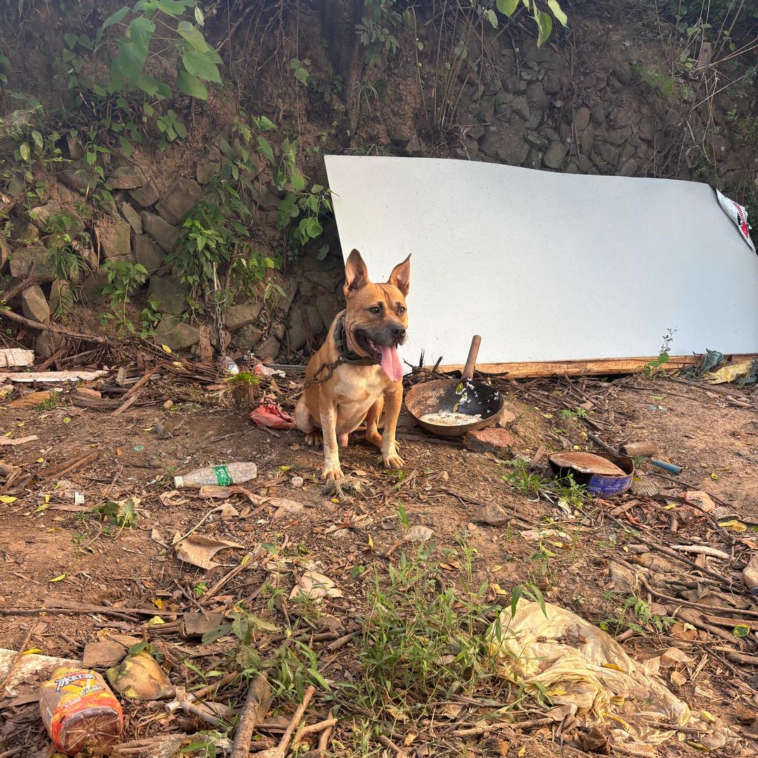 旺财犬业具乐部