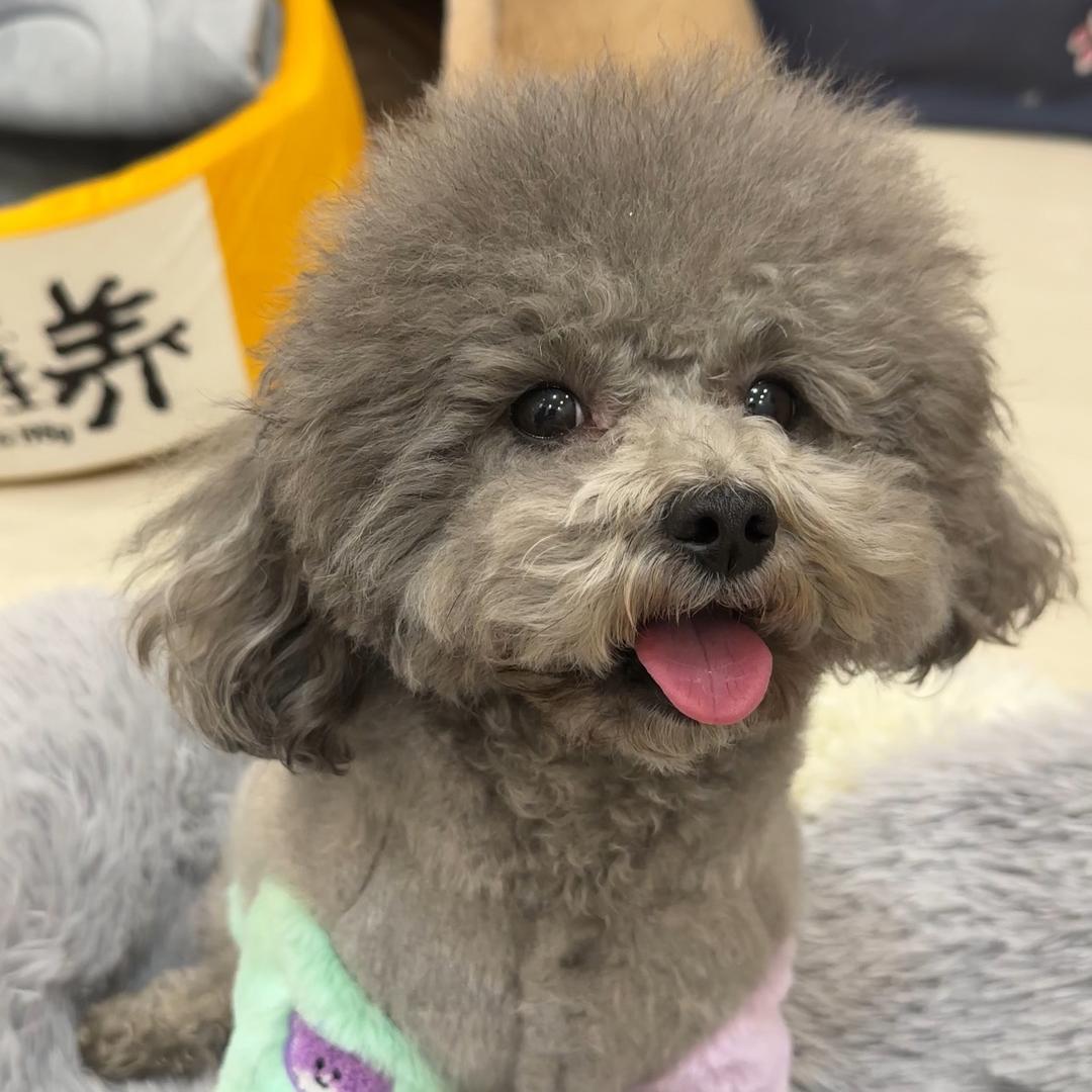 灰泰迪抱抱