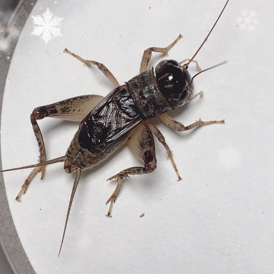 宁津蟋蟀谷小宋🦗🦗