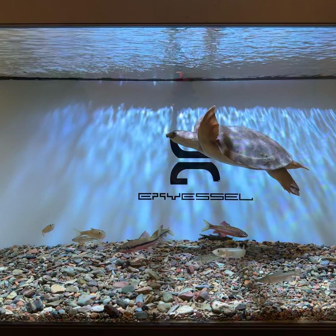 龟房之乐 精品猪鼻龟 小助理