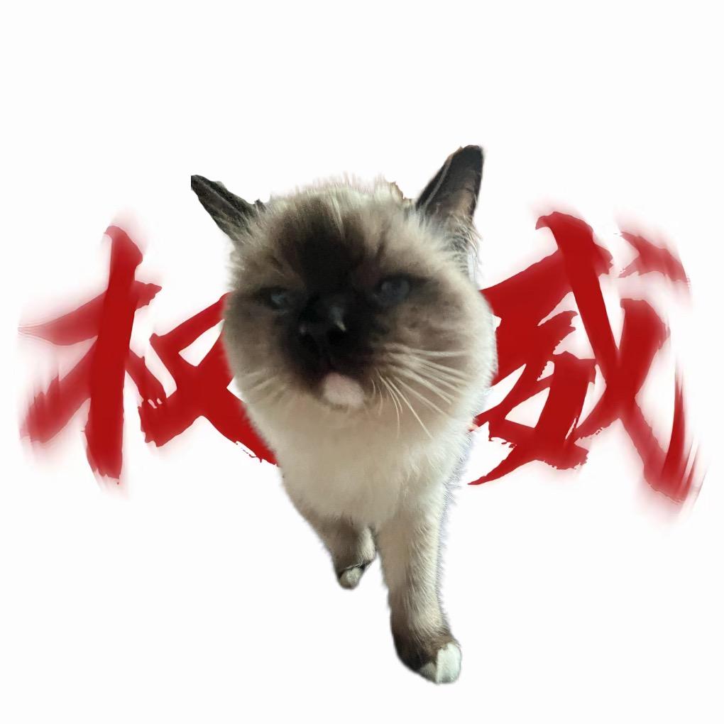 小灰灰是世界上最可爱的小猫᳐猫᳐੭ﾞ