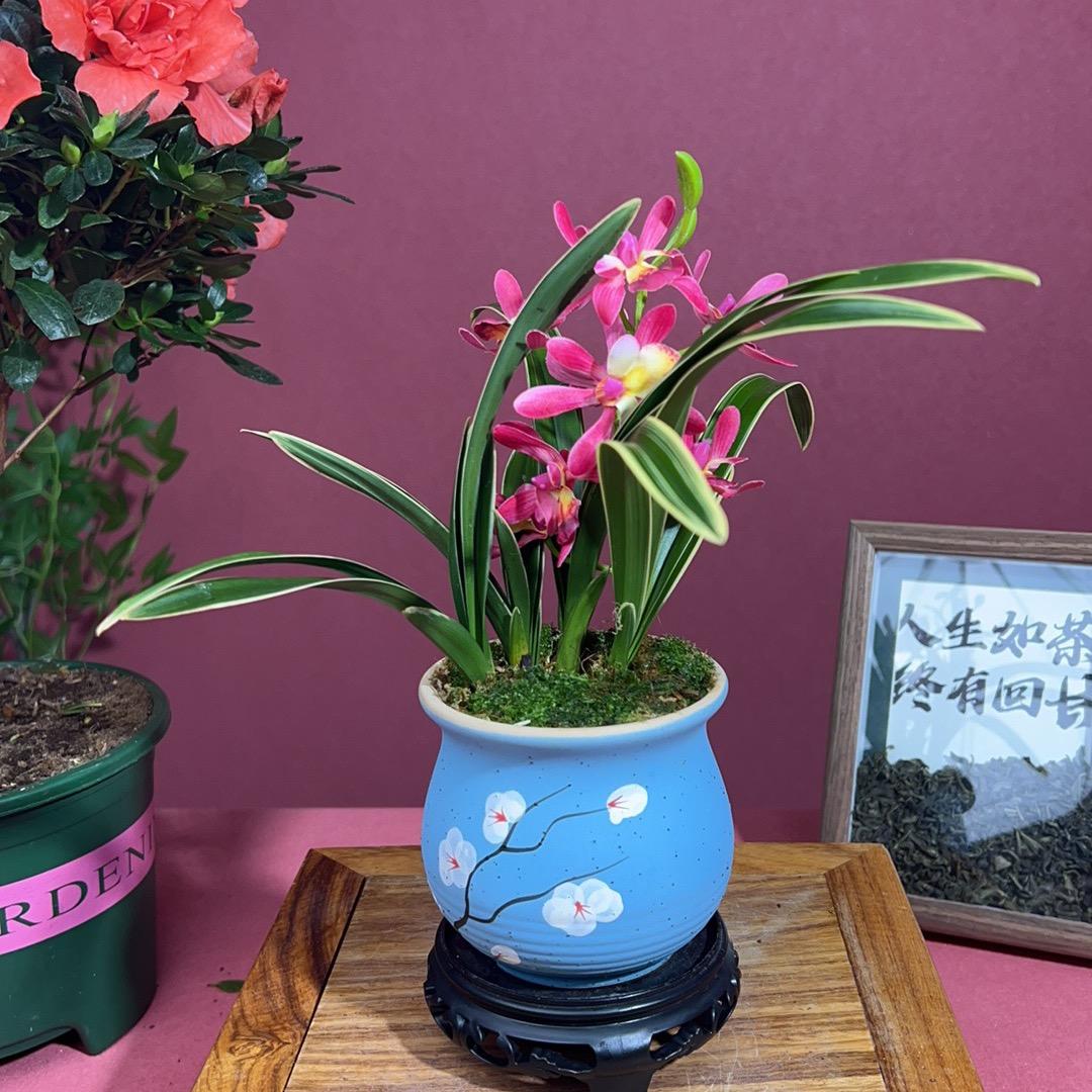 兰若花香