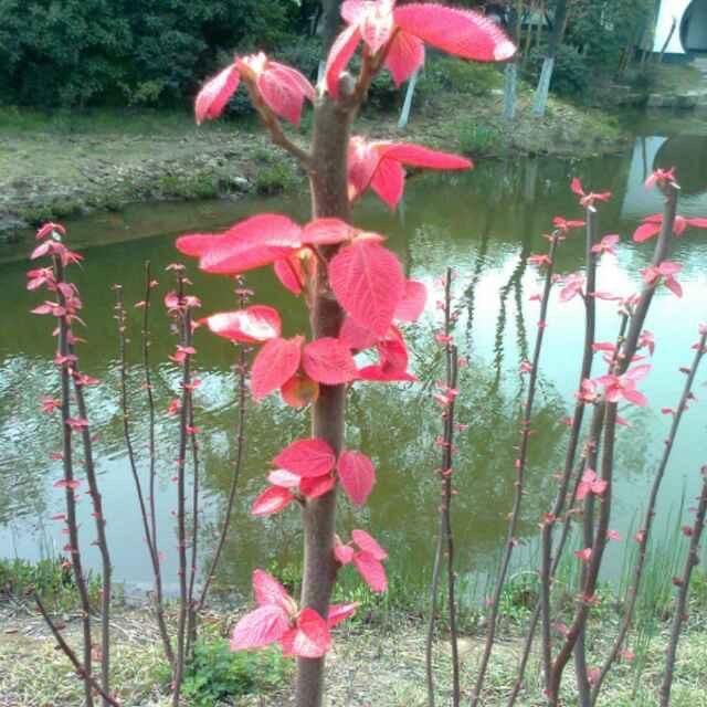冬月