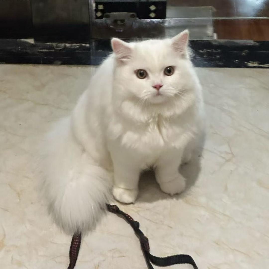 陈壮三百斤（新号）