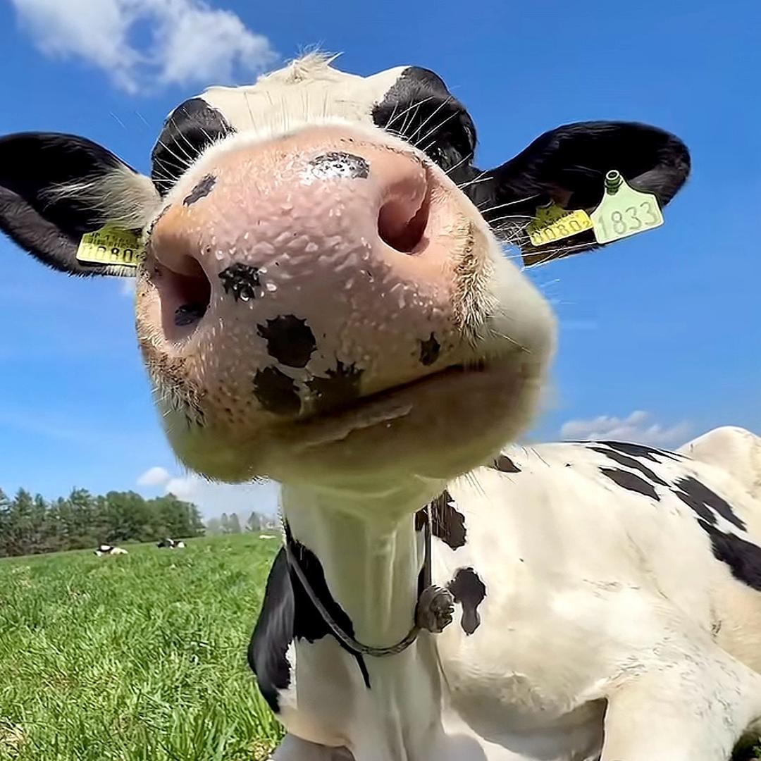 猫猫大王要发财