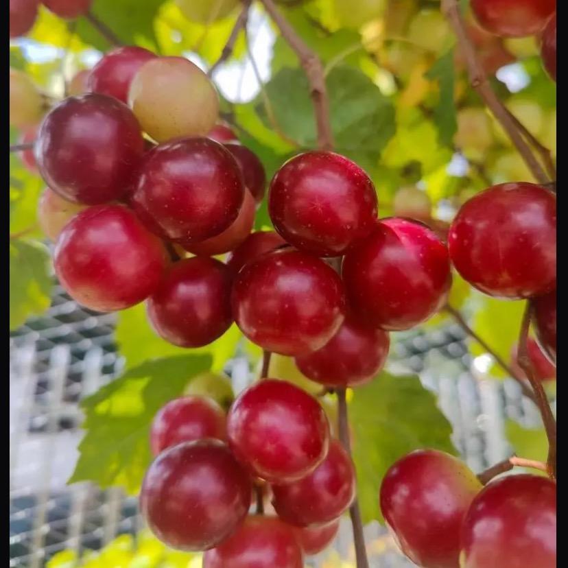 鲜级佳古果树苗木专卖店