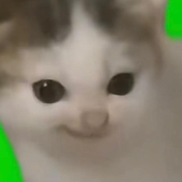 猫meme大王