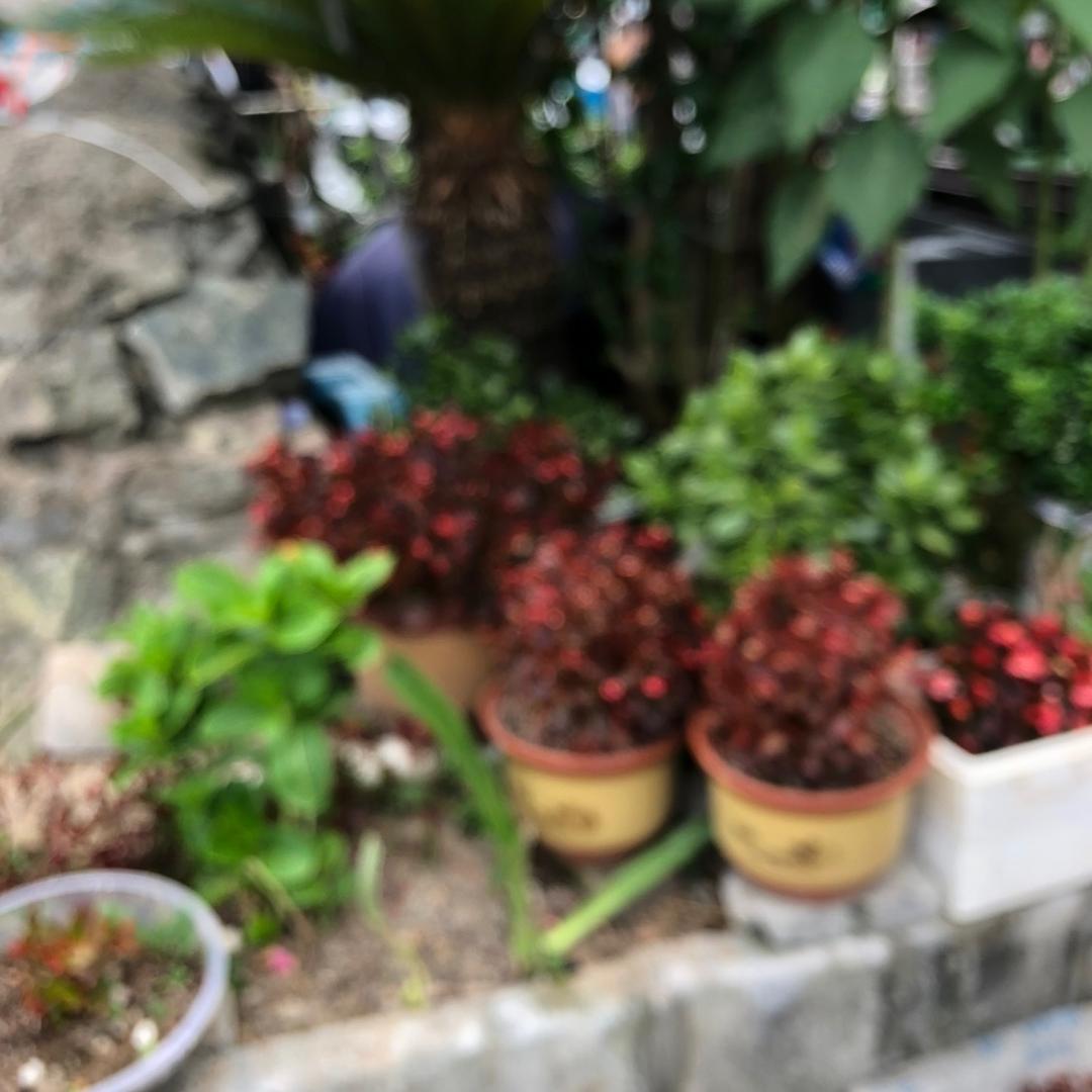 我是一个爱山歌的人🌝🌹