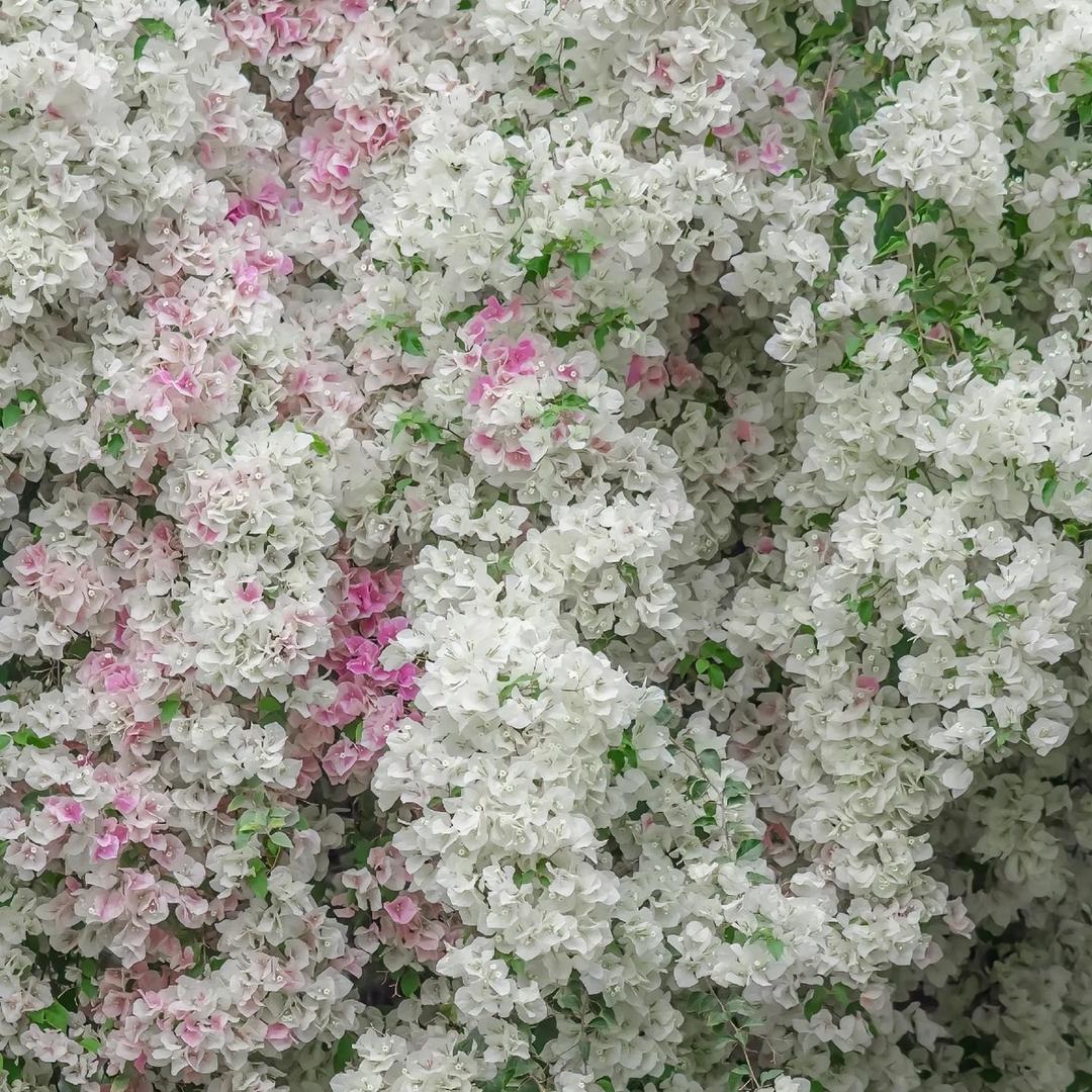 搬砖兄弟花卉的头像