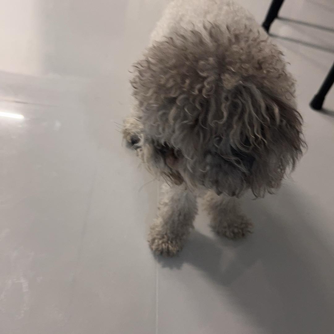 叮当科普