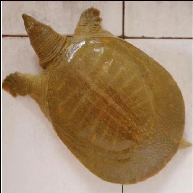 小田生态甲鱼的头像