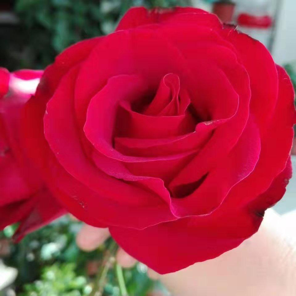 花好月圆@