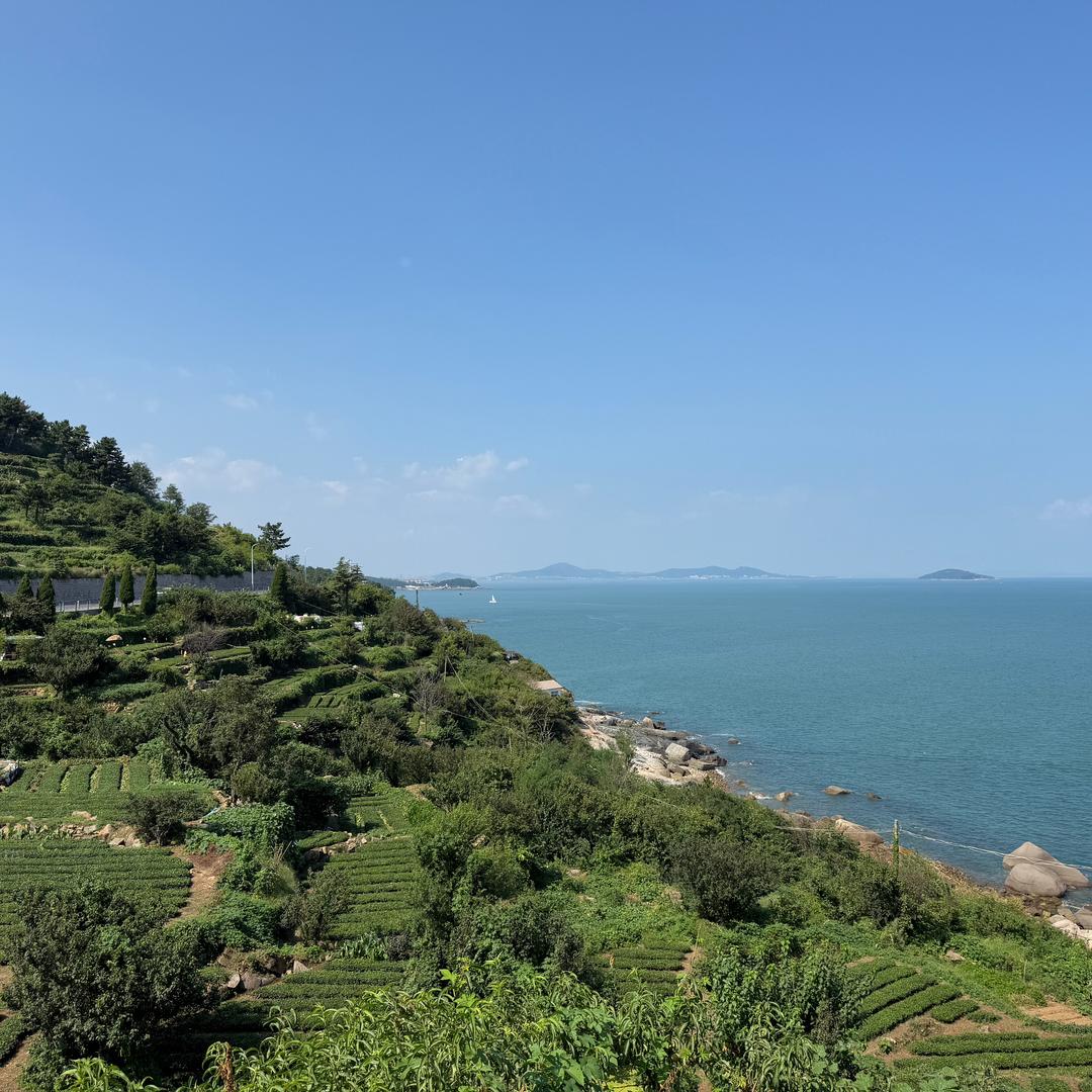 海鸥也会为我停留