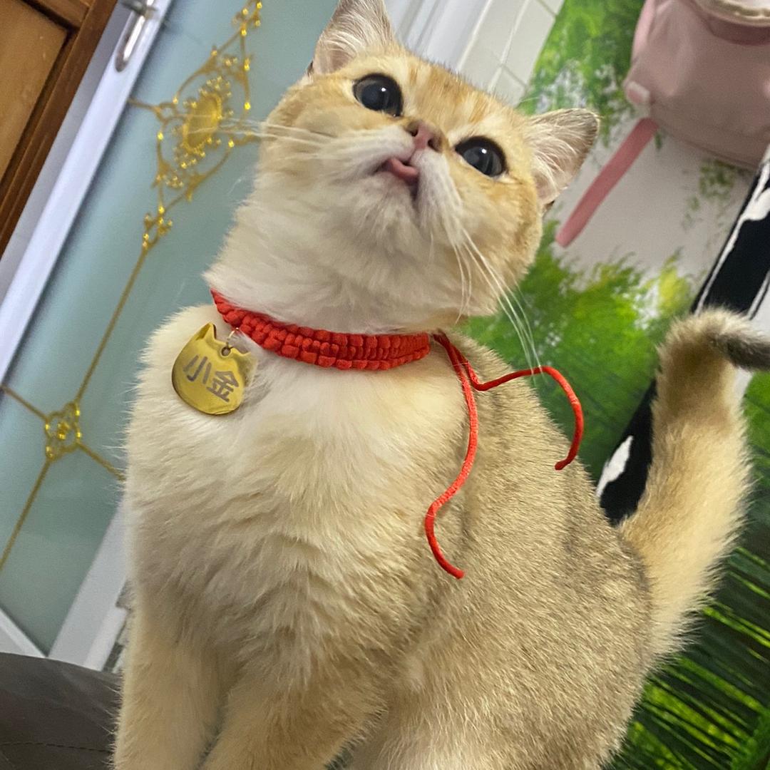 我的猫咪小金🐱