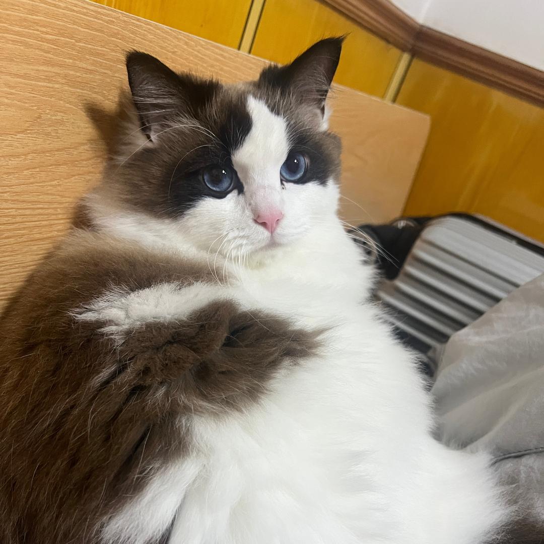 糙米薏仁汤（甘露寺修行版）