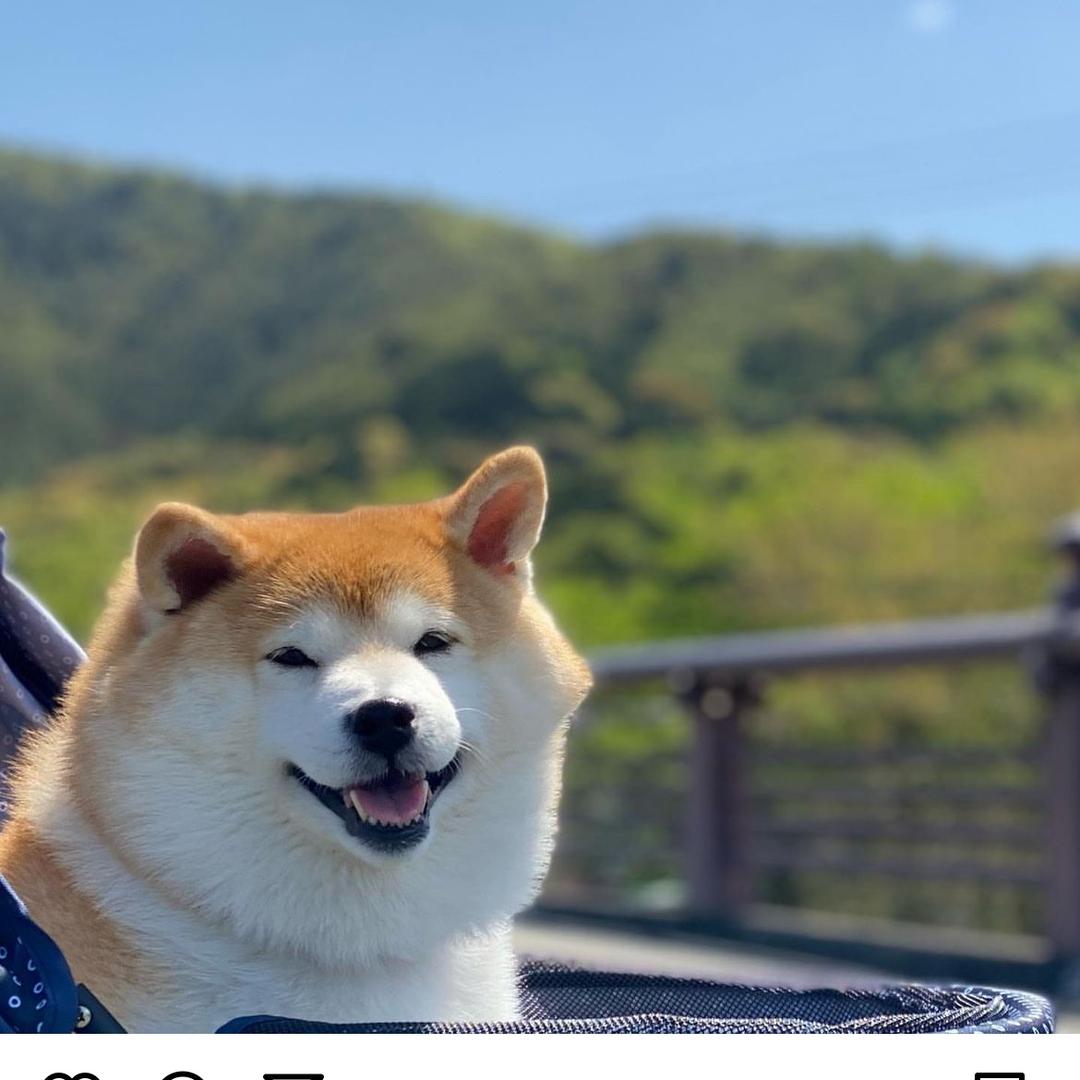 无忧柴犬