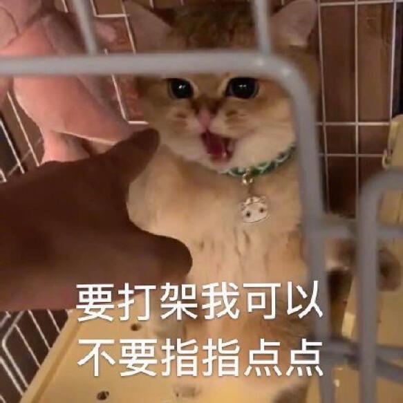 红毛爱吃青梅