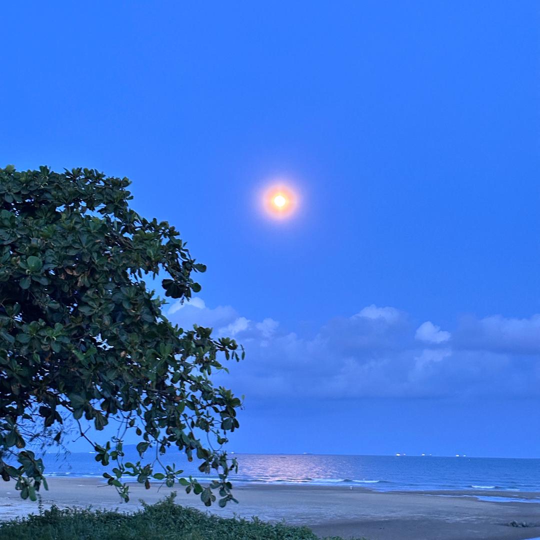 爱丽丝日落森林☕️☁️