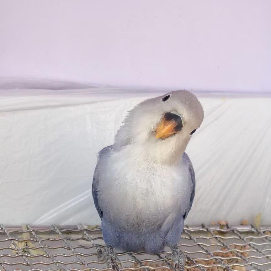 鹦唯有妳🦜