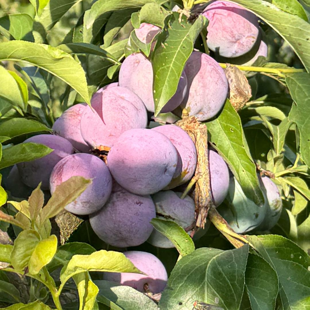 每日鲜果（产地现摘）