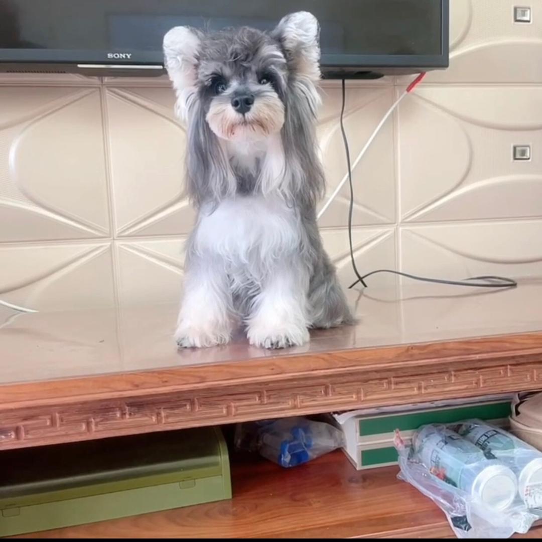 敦敦是个雪纳猪