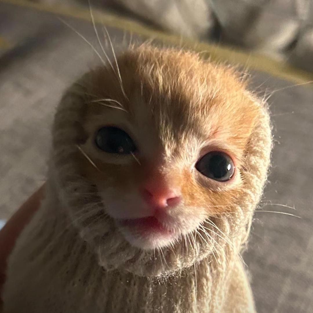 不知名水瑾.（见过蔡徐坤六次版