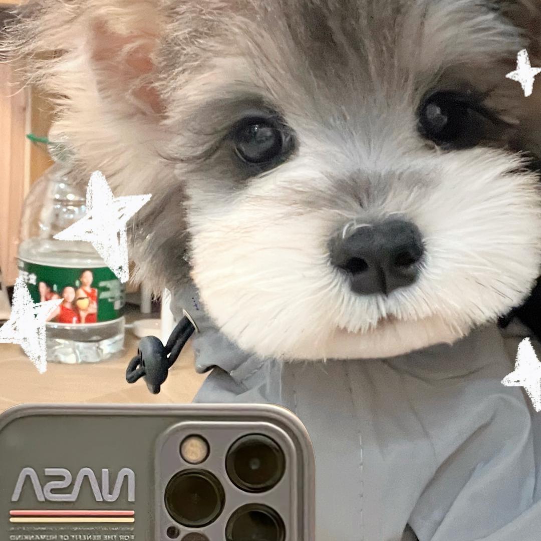 酱香小茅（雪纳瑞）