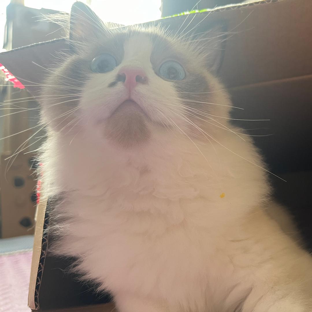 🧚‍♂️🧚‍♂️多多🐈🐈